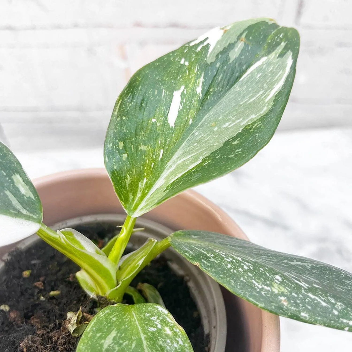 10- 15cm Philodendron White Wizard 9cm Pot