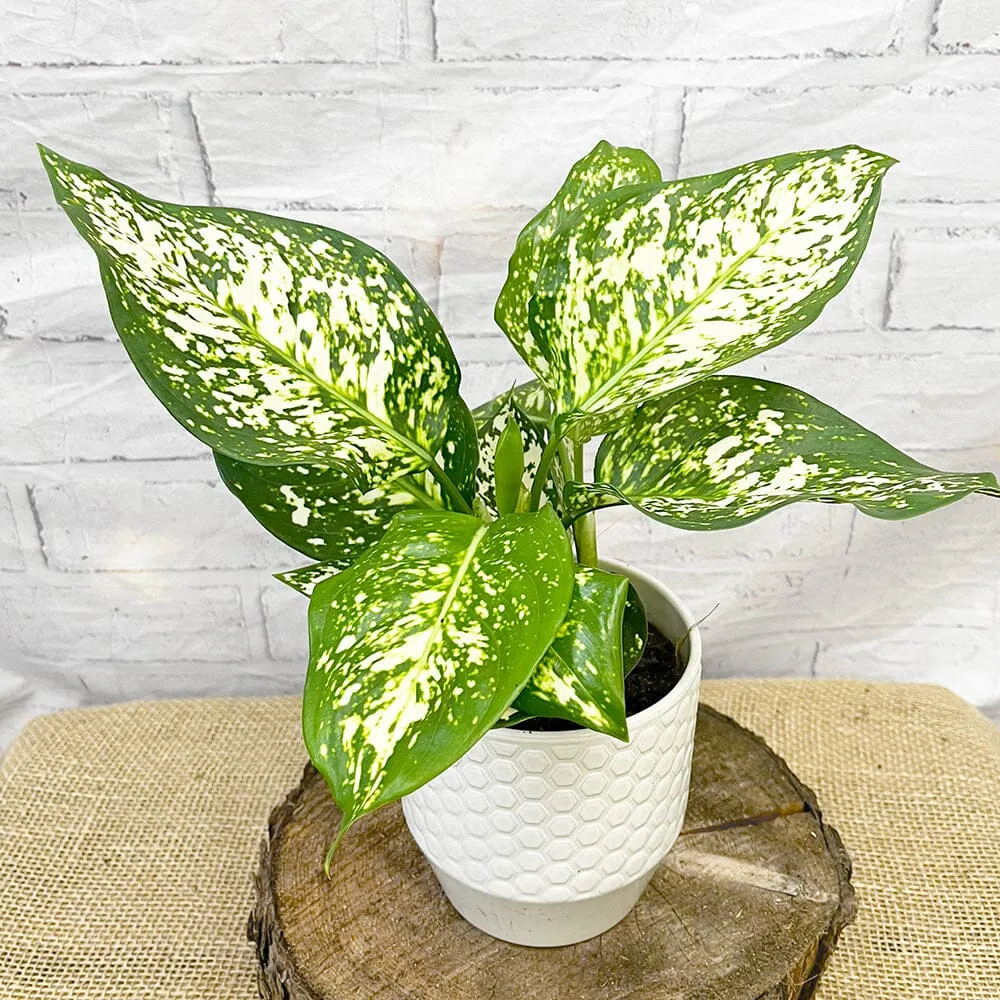 20 - 30cm Ivory Jade Chinese Evergreen 12cm Pot House Plant