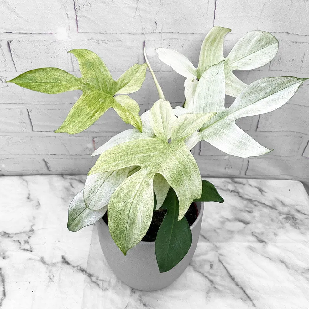 25 - 35cm Philodendron Florida Ghost 12cm Pot House Plant