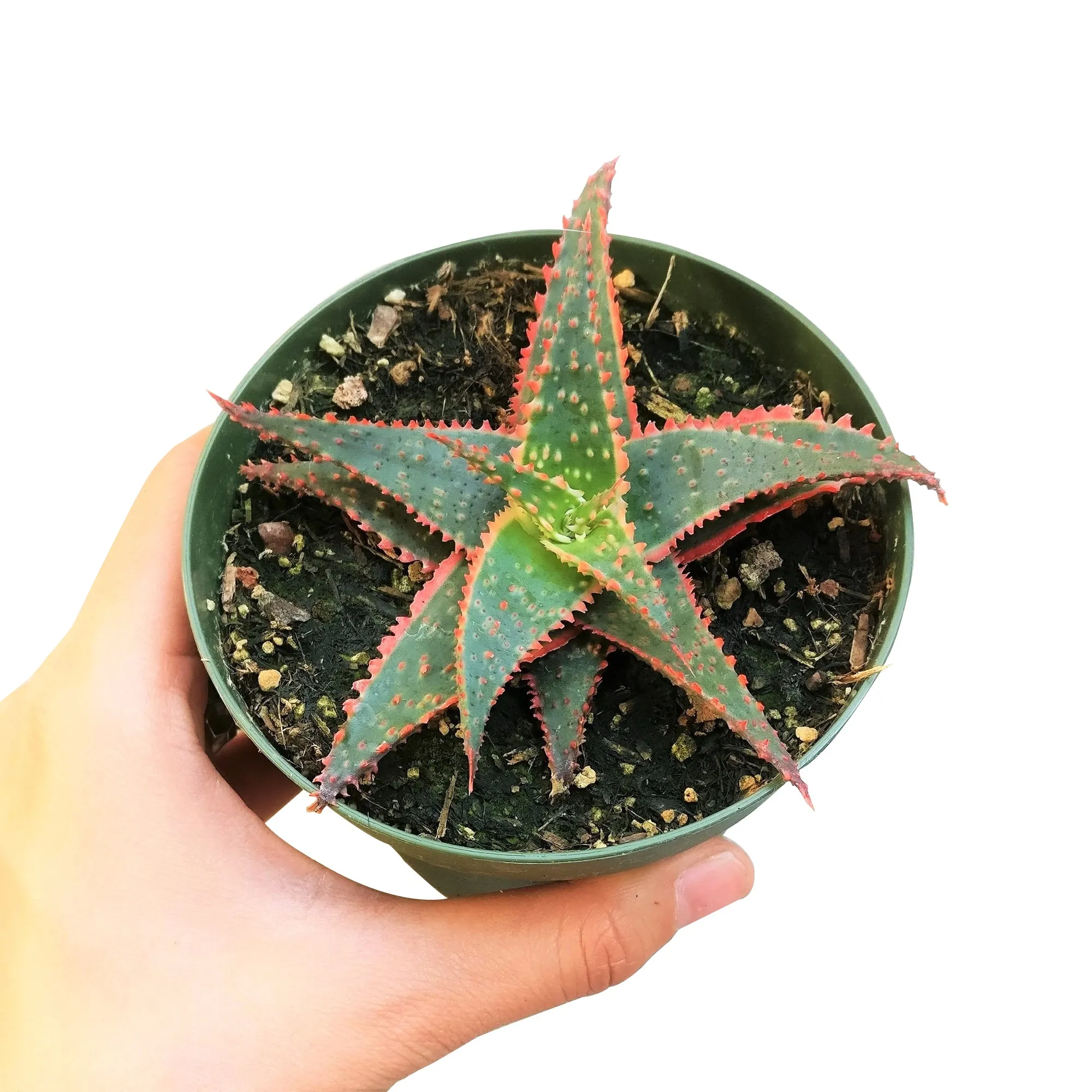 Aloe Christmas Carol