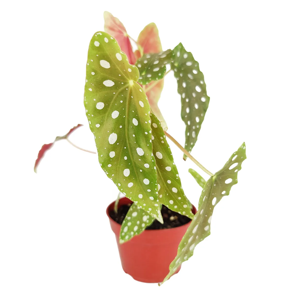 Begonia Maculata Polka Dot