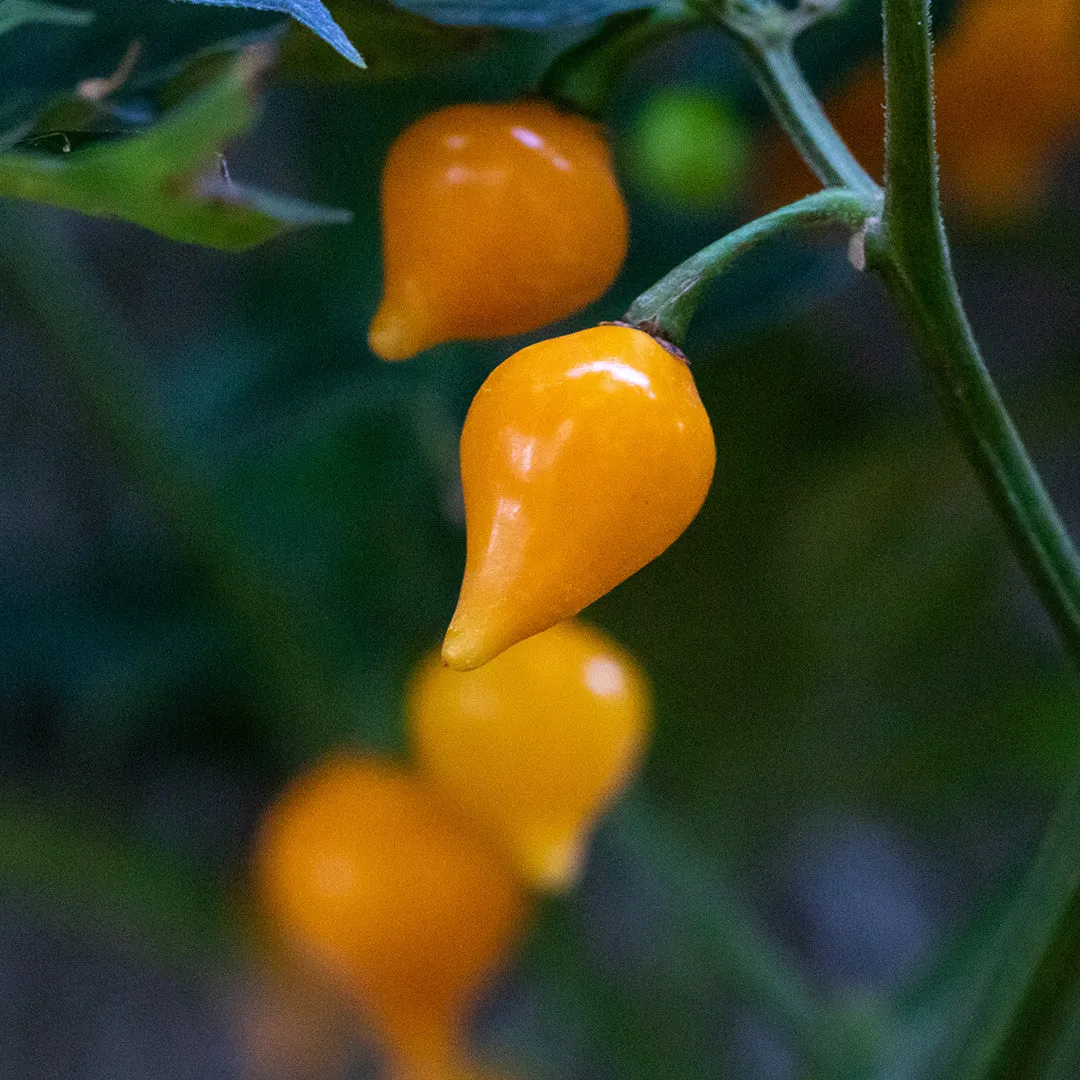 Biquinho Yellow Pepper Seeds