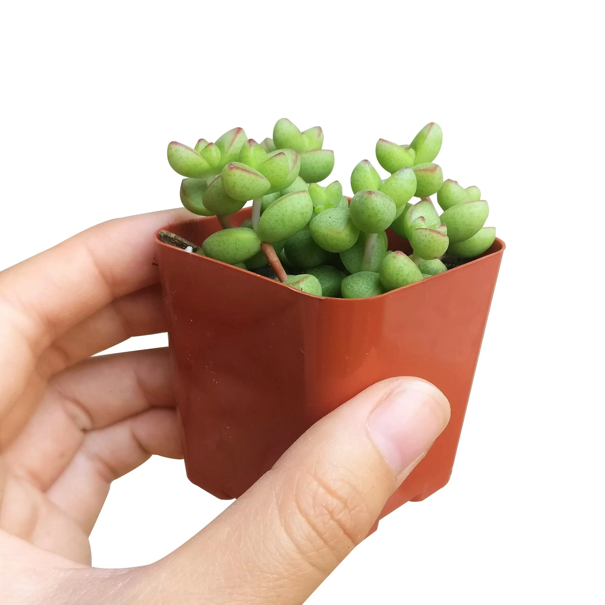 Crassula Brevifolia Succulent