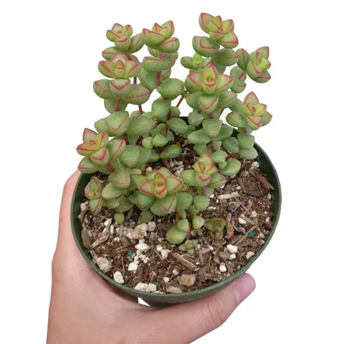 Crassula Brevifolia Succulent