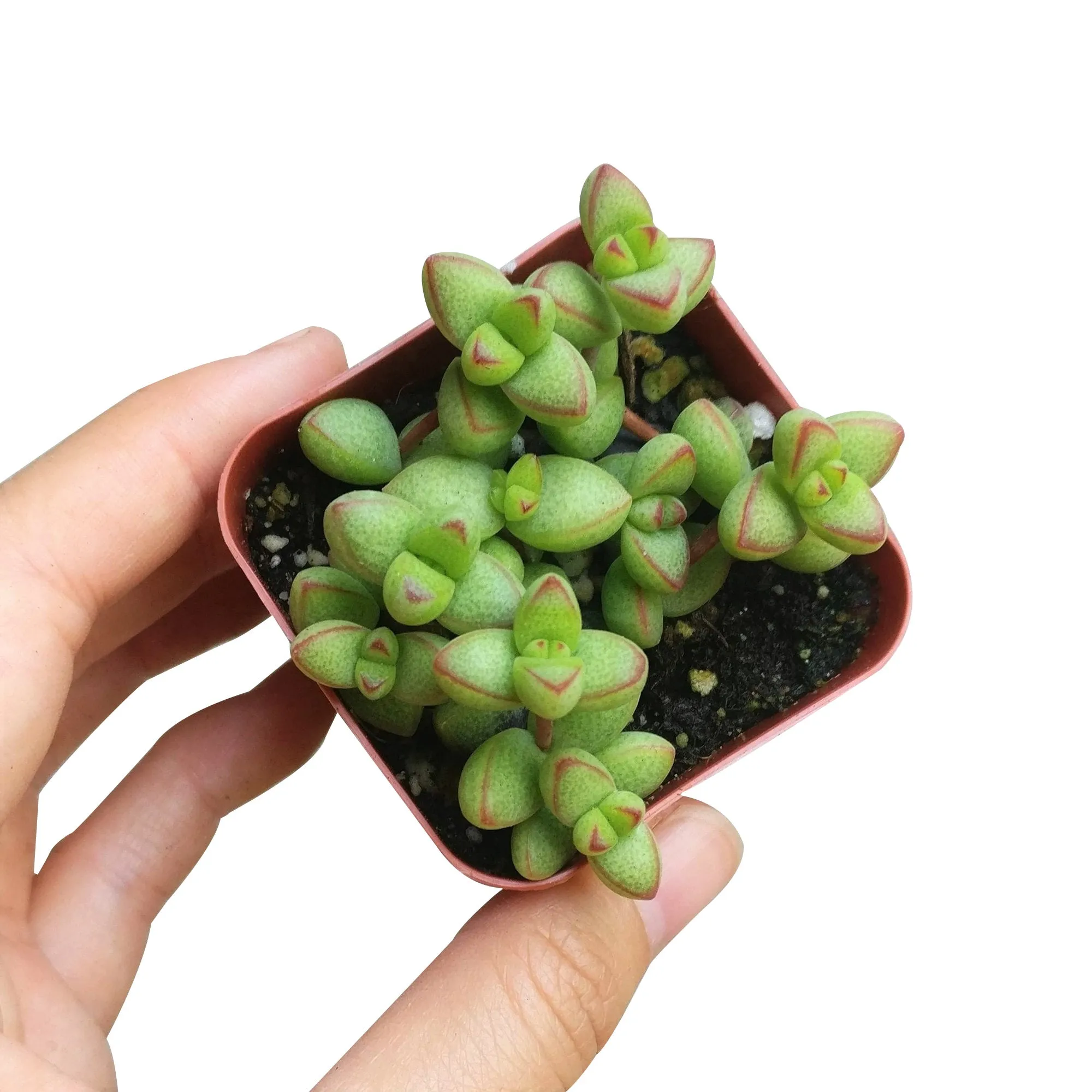 Crassula Brevifolia Succulent