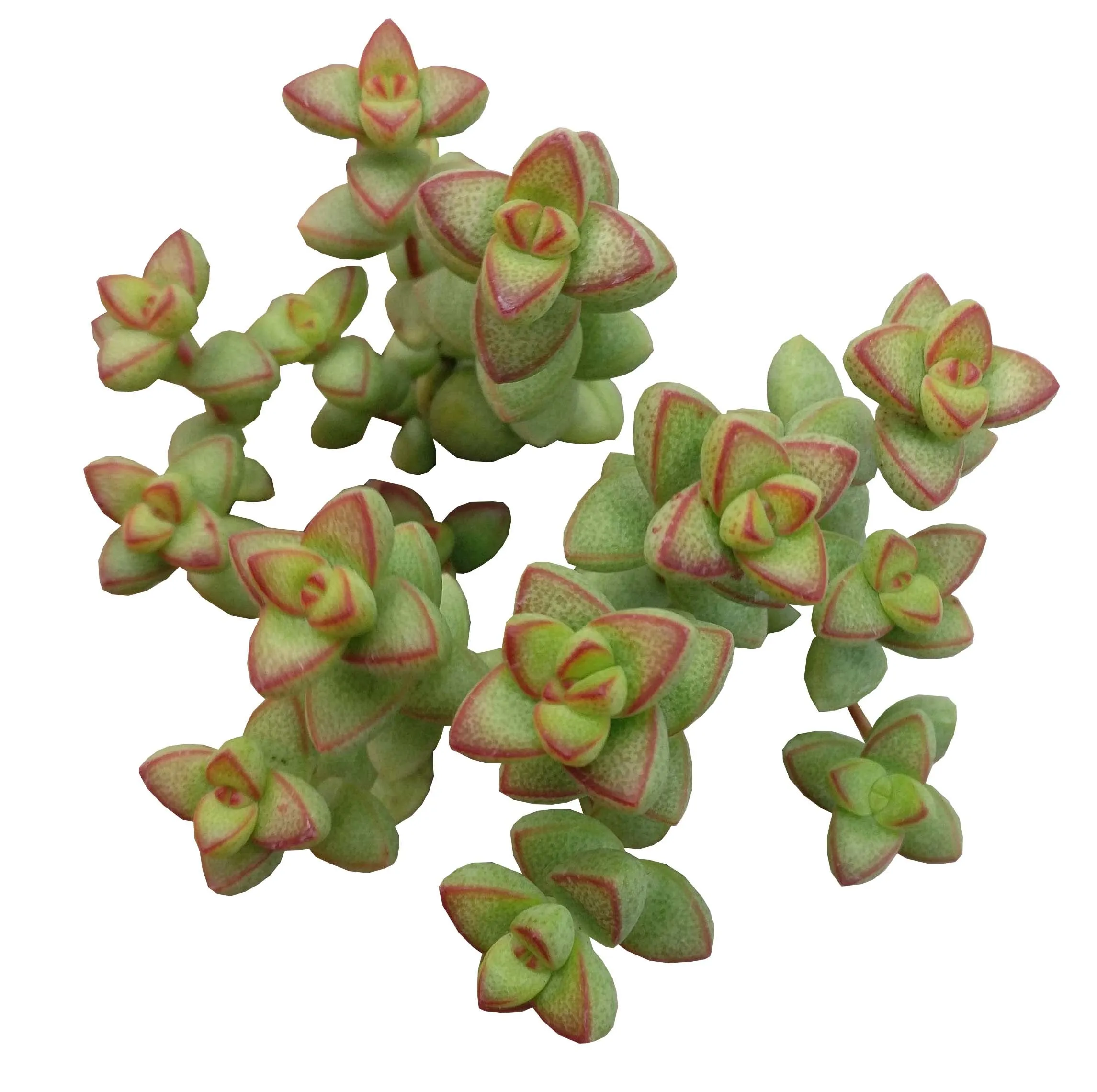 Crassula Brevifolia Succulent