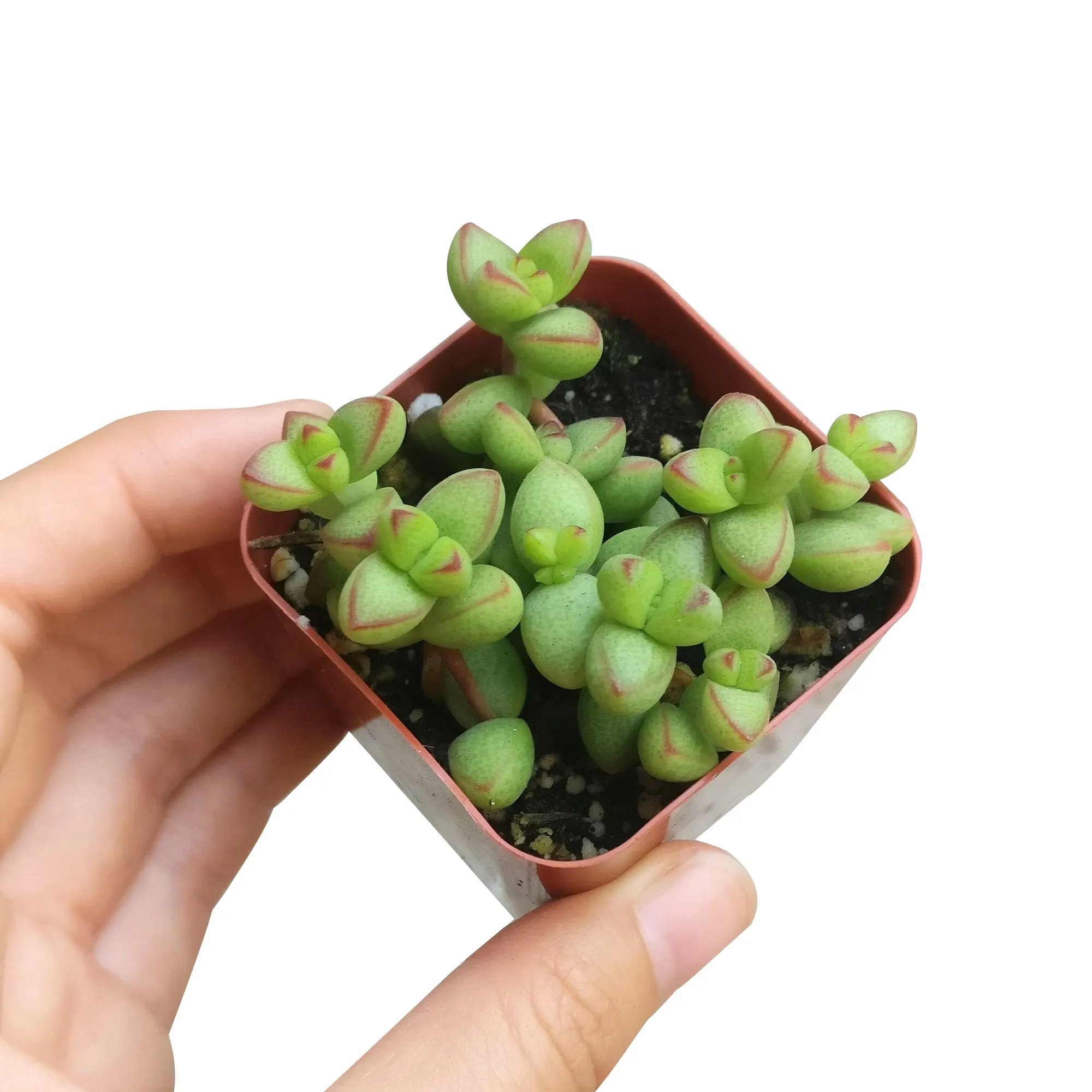 Crassula Brevifolia Succulent