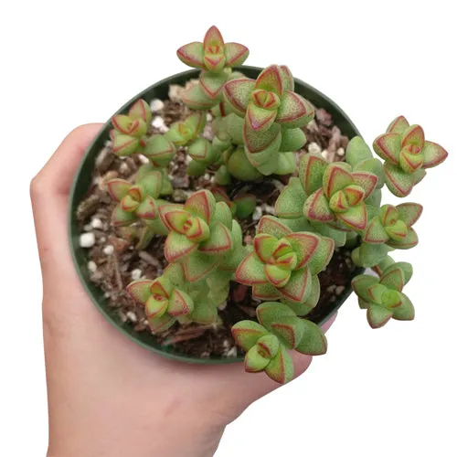 Crassula Brevifolia Succulent