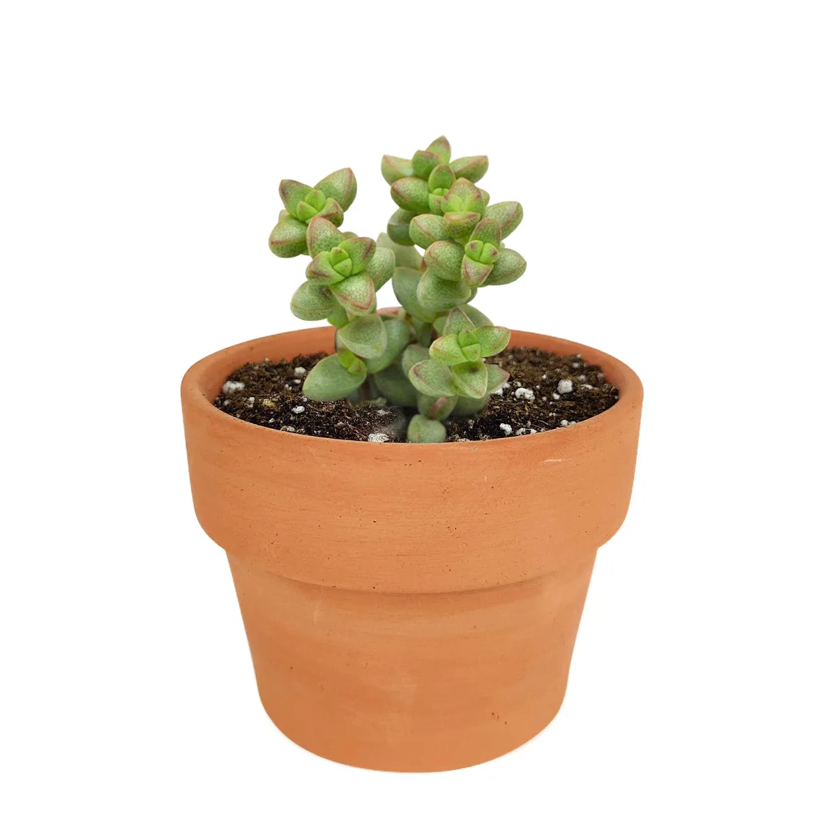 Crassula Brevifolia Succulent