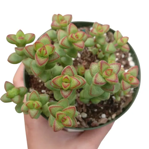 Crassula Brevifolia Succulent