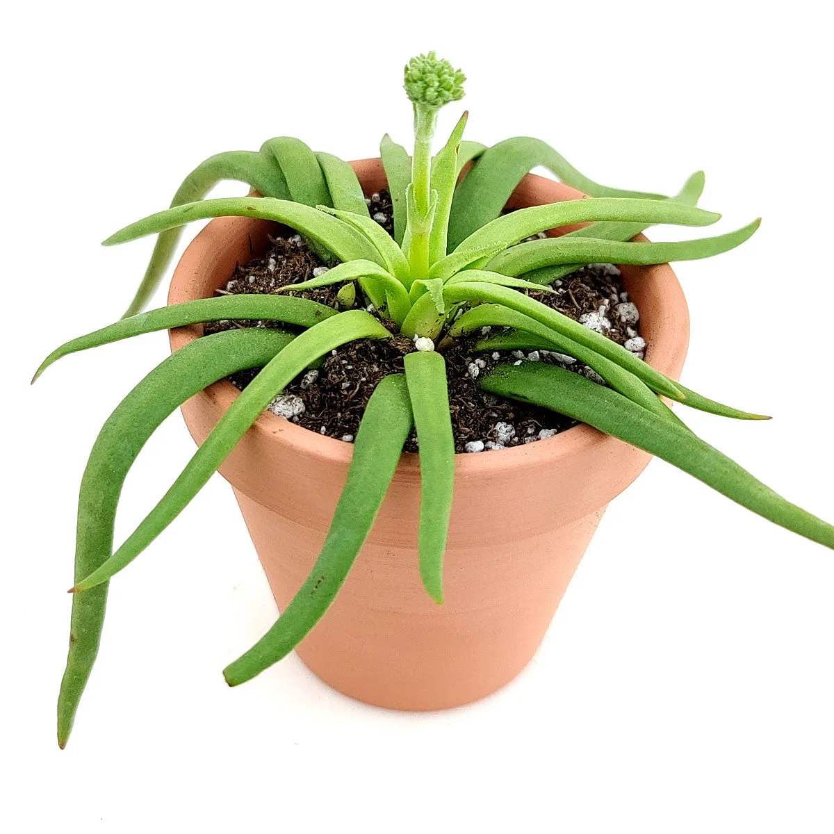 Crassula Devil’s Horns