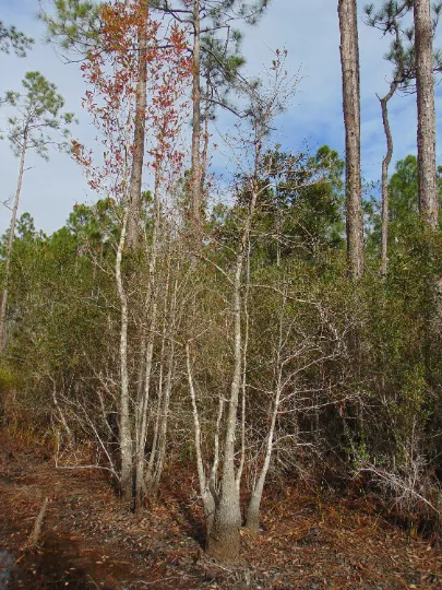 Dwarf Tupelo Tree  Bear Tupelo  Nyssa ursina  10 Seeds  USA Company