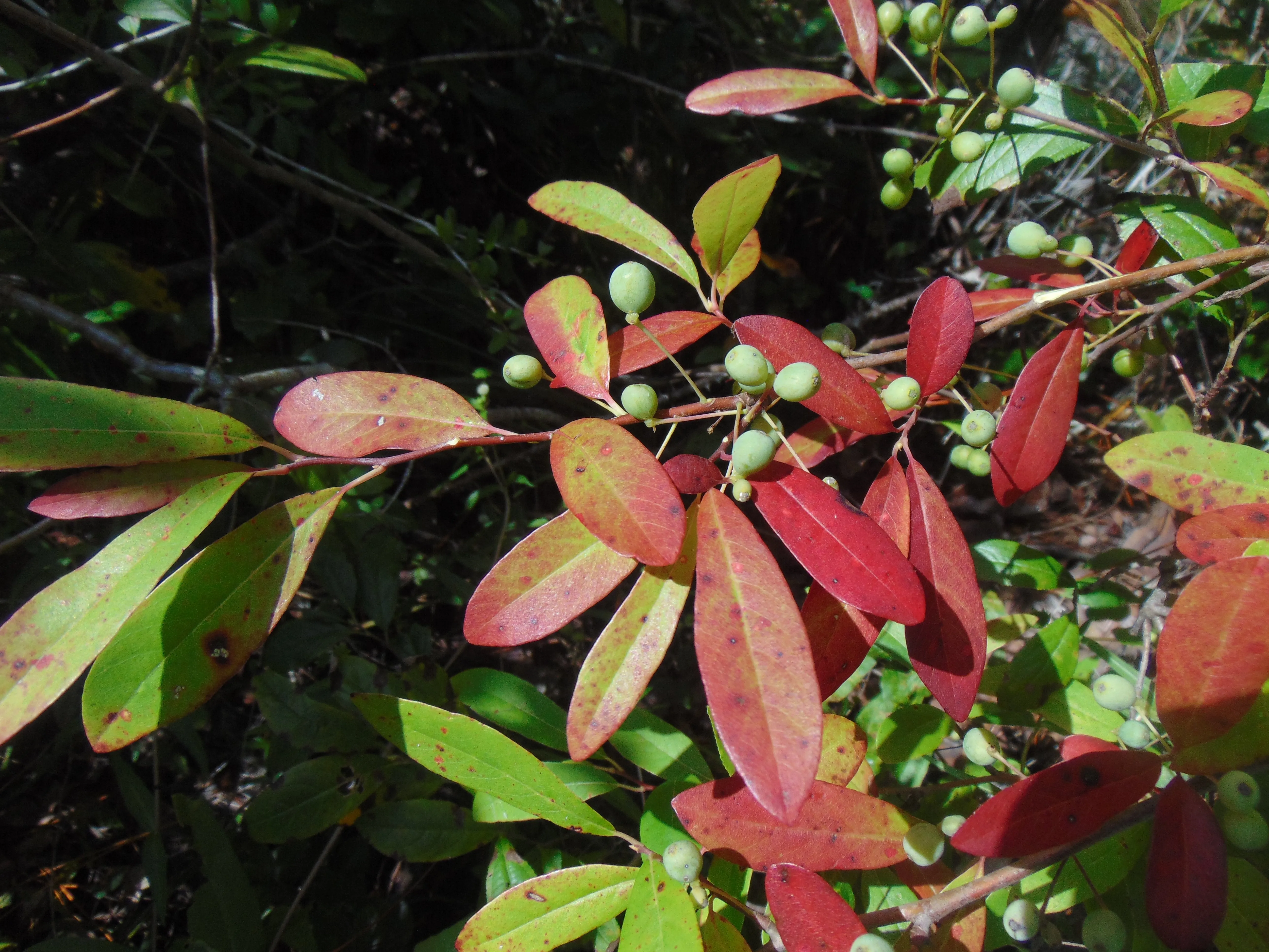 Dwarf Tupelo Tree  Bear Tupelo  Nyssa ursina  10 Seeds  USA Company