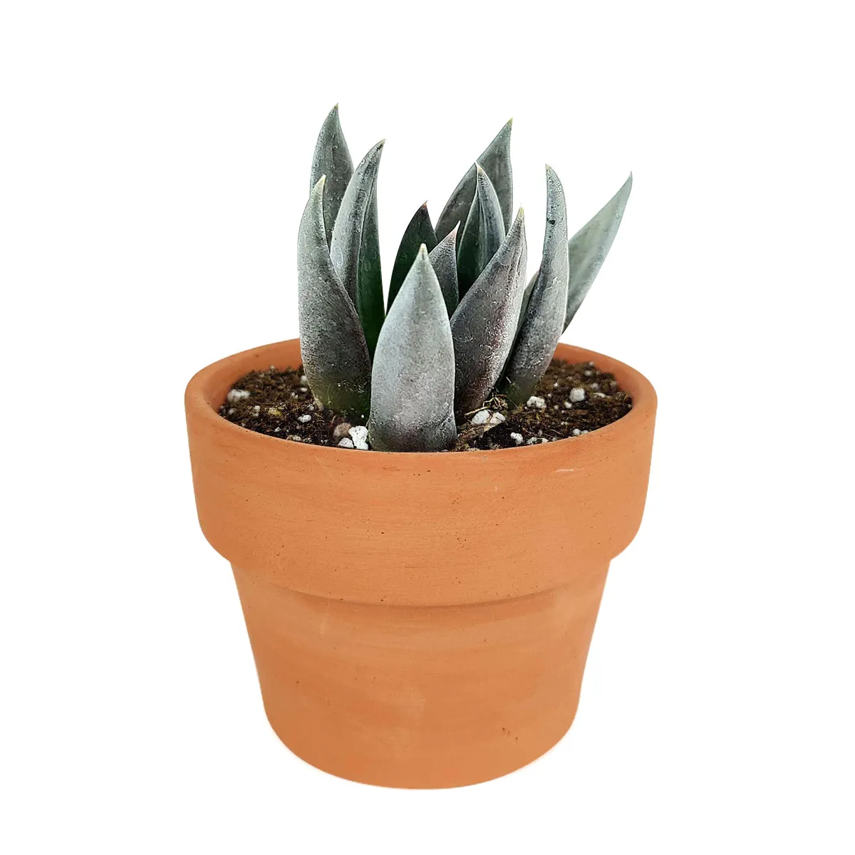 Echeveria Black Knight