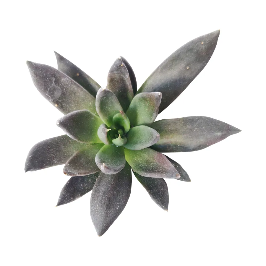 Echeveria Black Knight