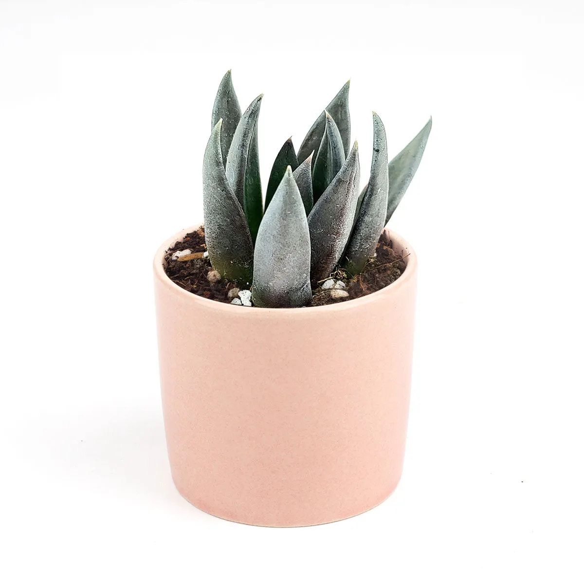 Echeveria Black Knight