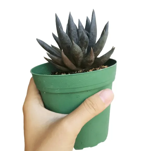 Echeveria Black Knight