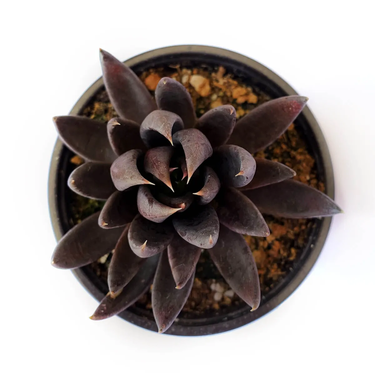 Echeveria Black Knight