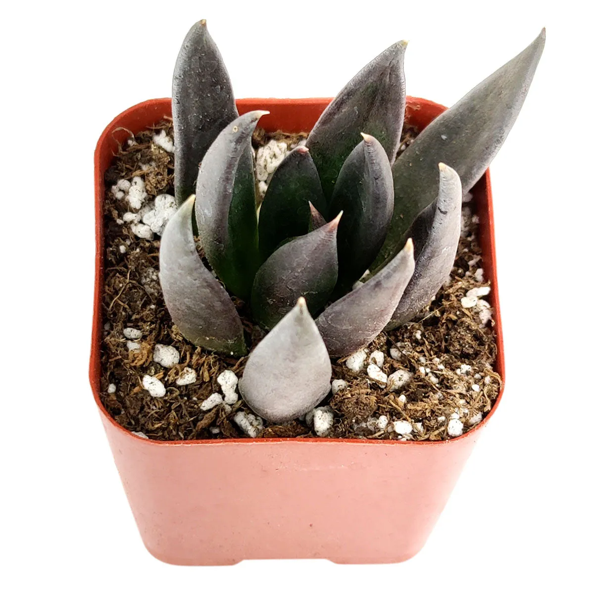 Echeveria Black Knight