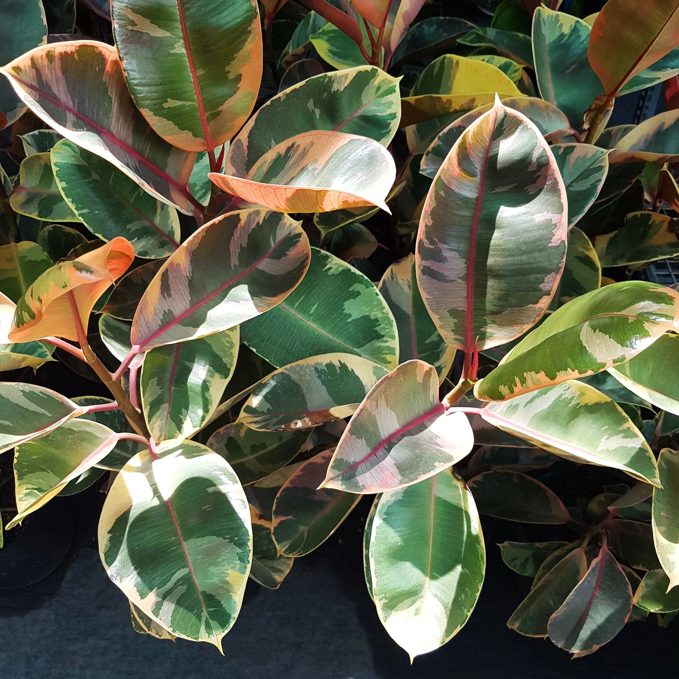 Ficus Elastica Ruby Pink