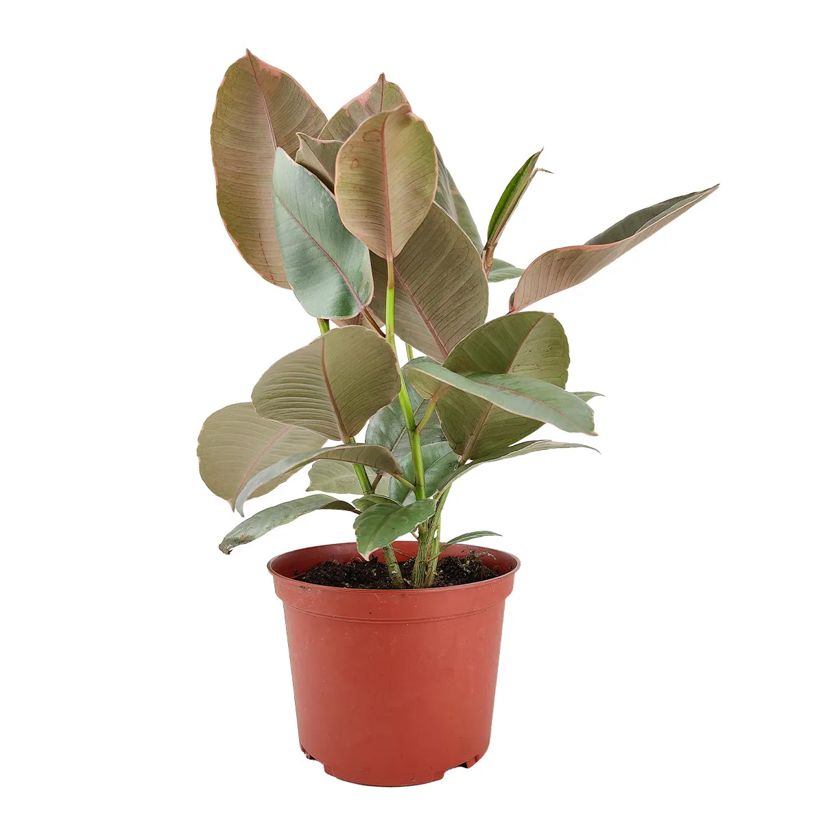 Ficus Elastica Ruby Pink