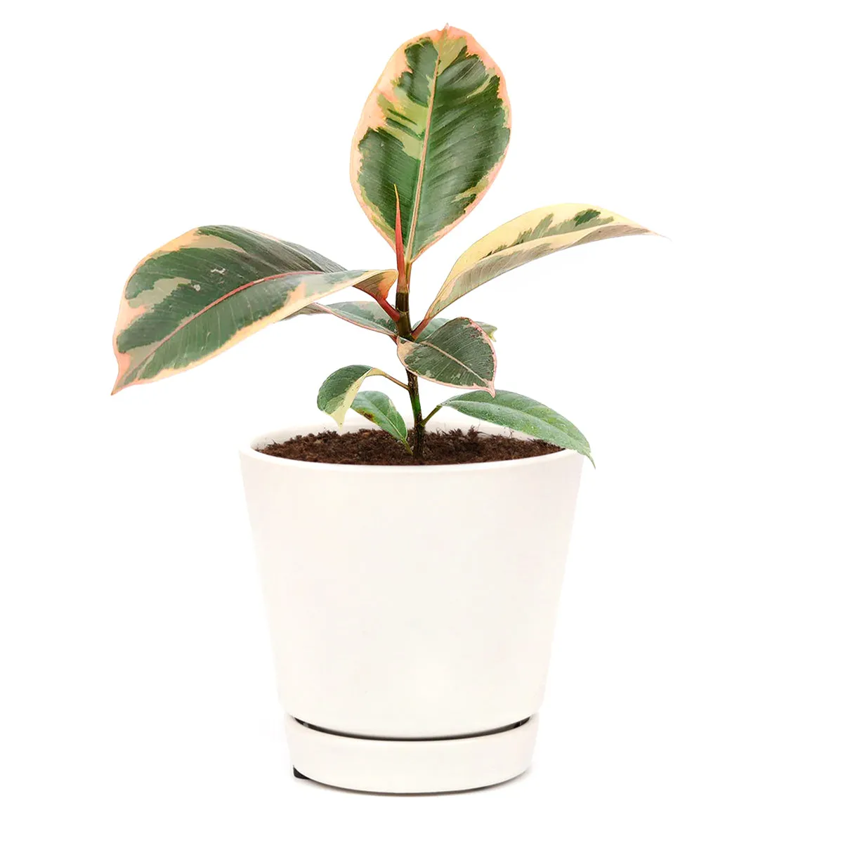 Ficus Elastica Ruby Pink