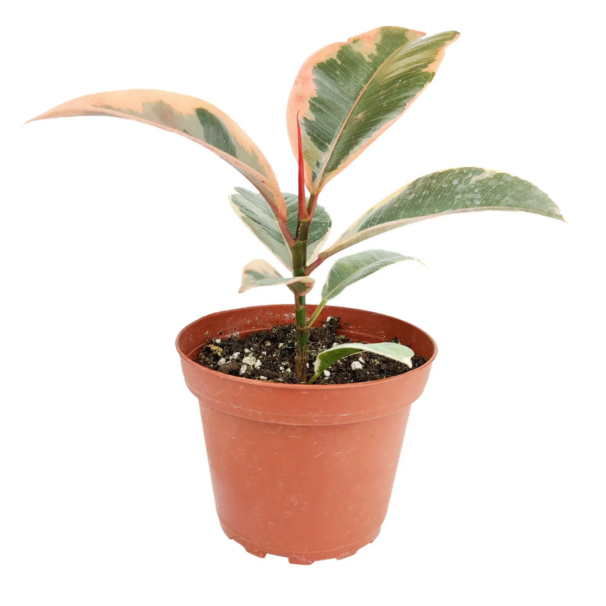 Ficus Elastica Ruby Pink