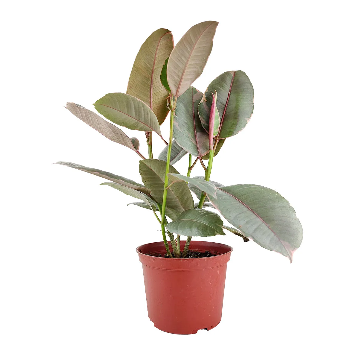 Ficus Elastica Ruby Pink