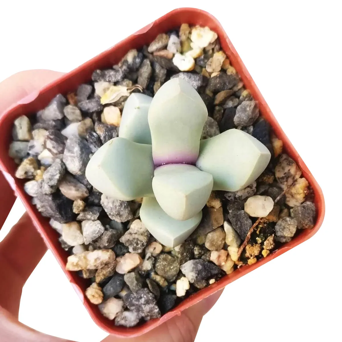 Karoo Rose Lapidaria margaretae Cactus