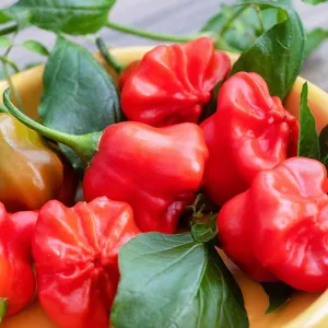 Mad Hatter Pepper Seeds