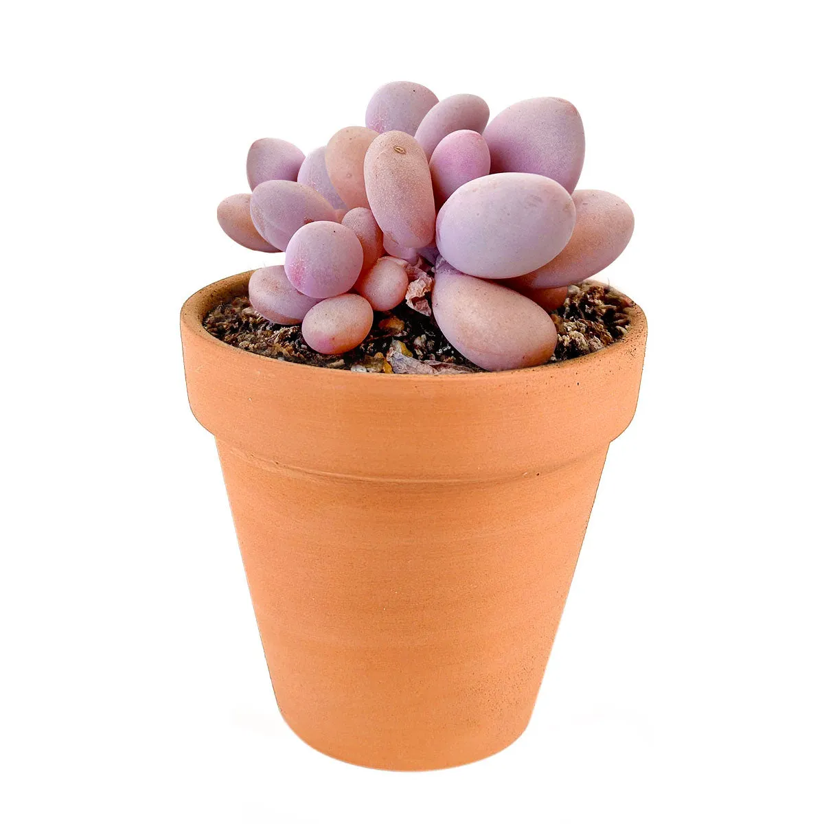 Moonstones Pachyphytum