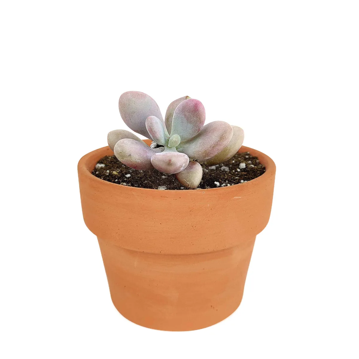 Moonstones Pachyphytum