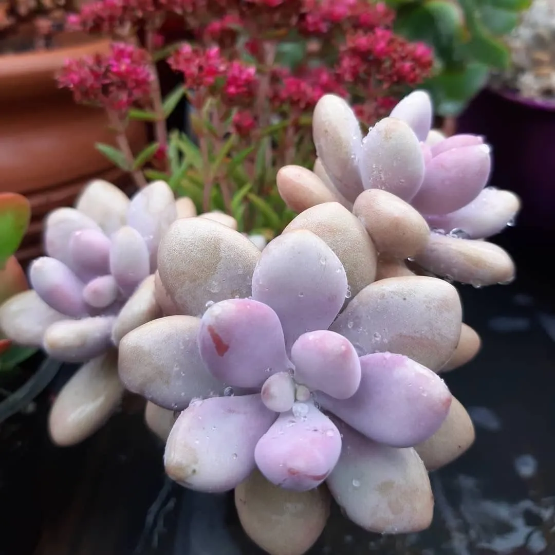 Moonstones Pachyphytum