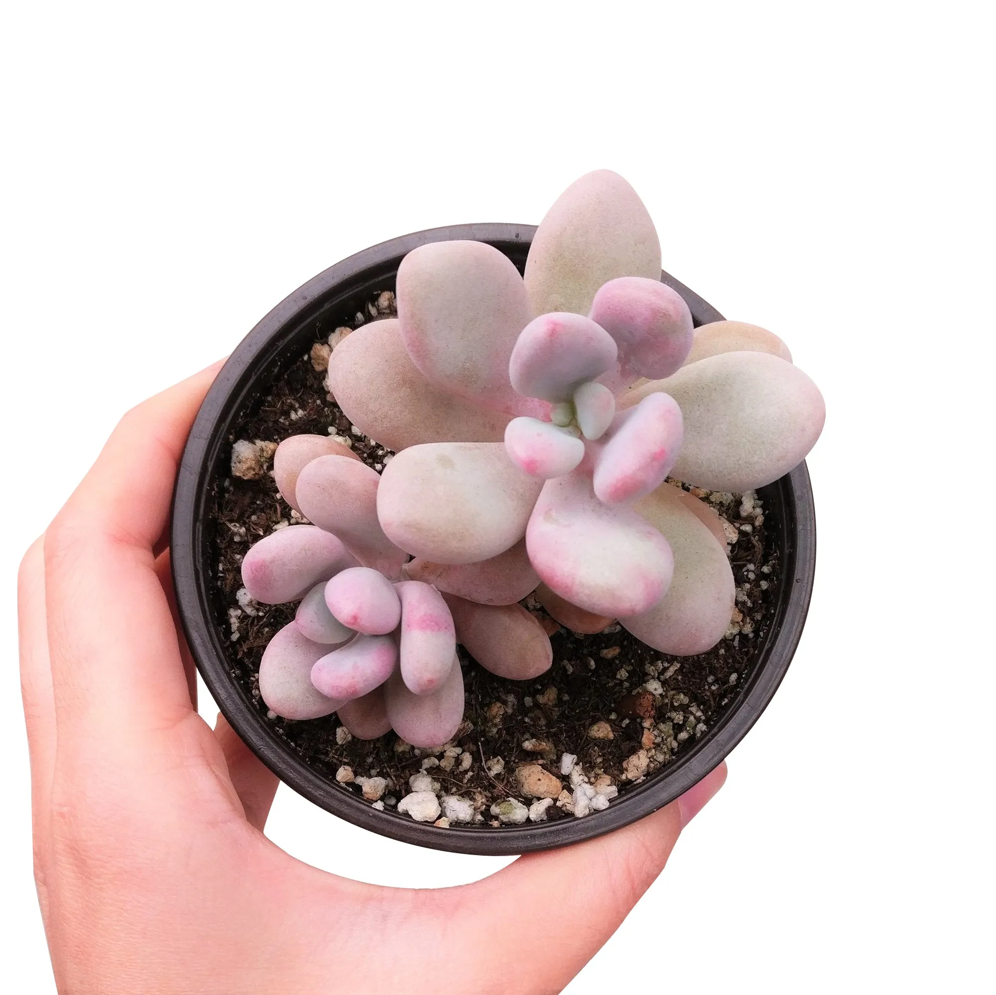 Moonstones Pachyphytum