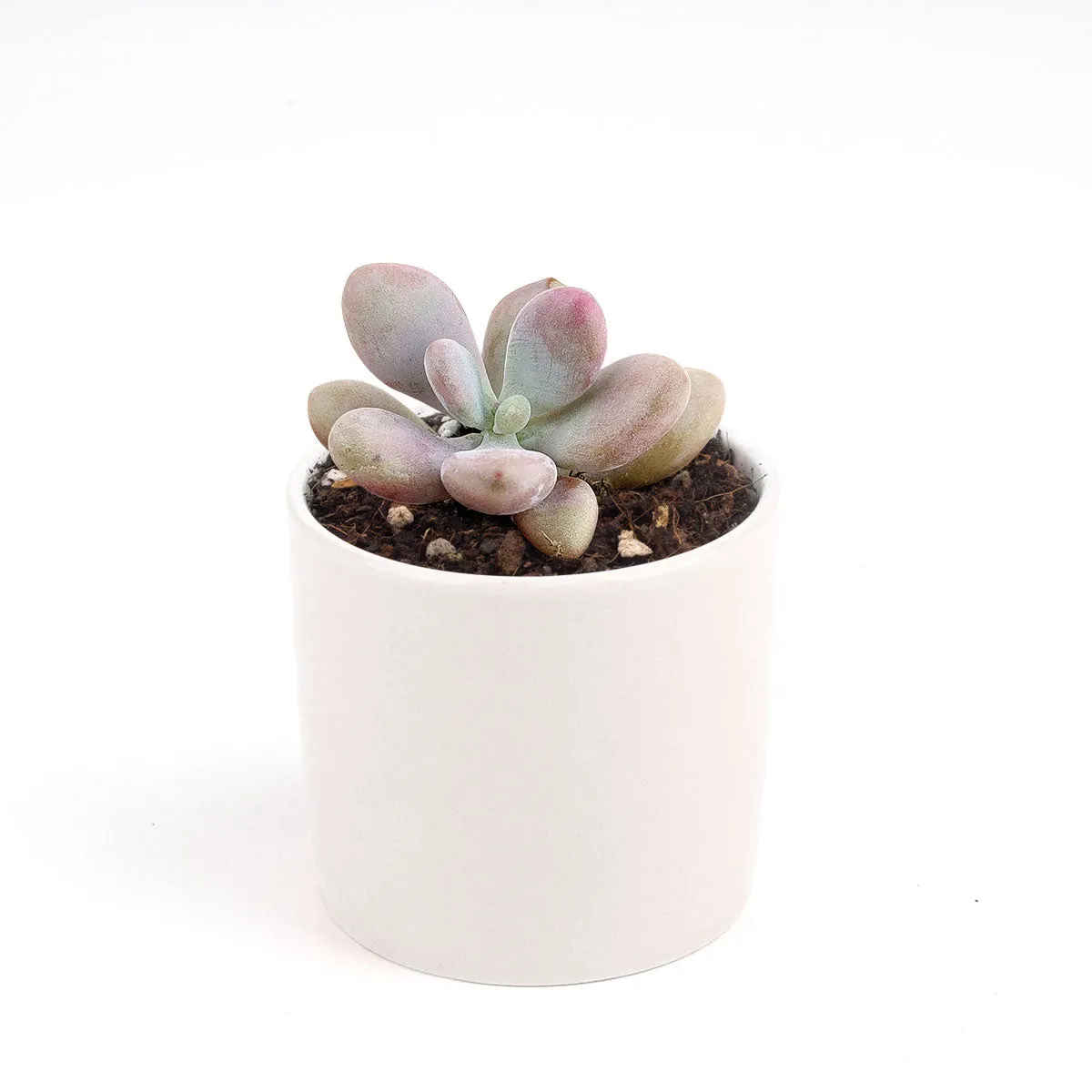 Moonstones Pachyphytum