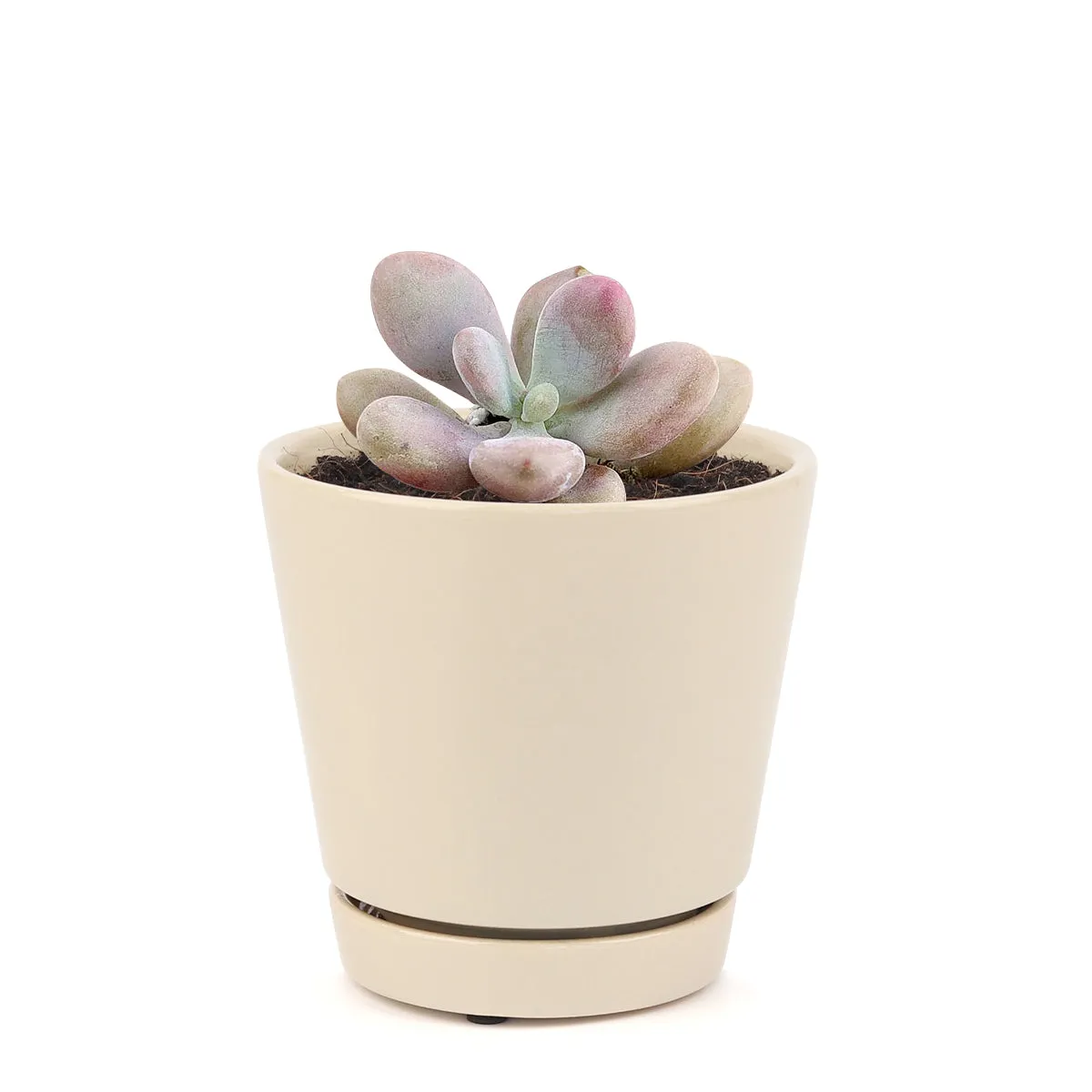 Moonstones Pachyphytum