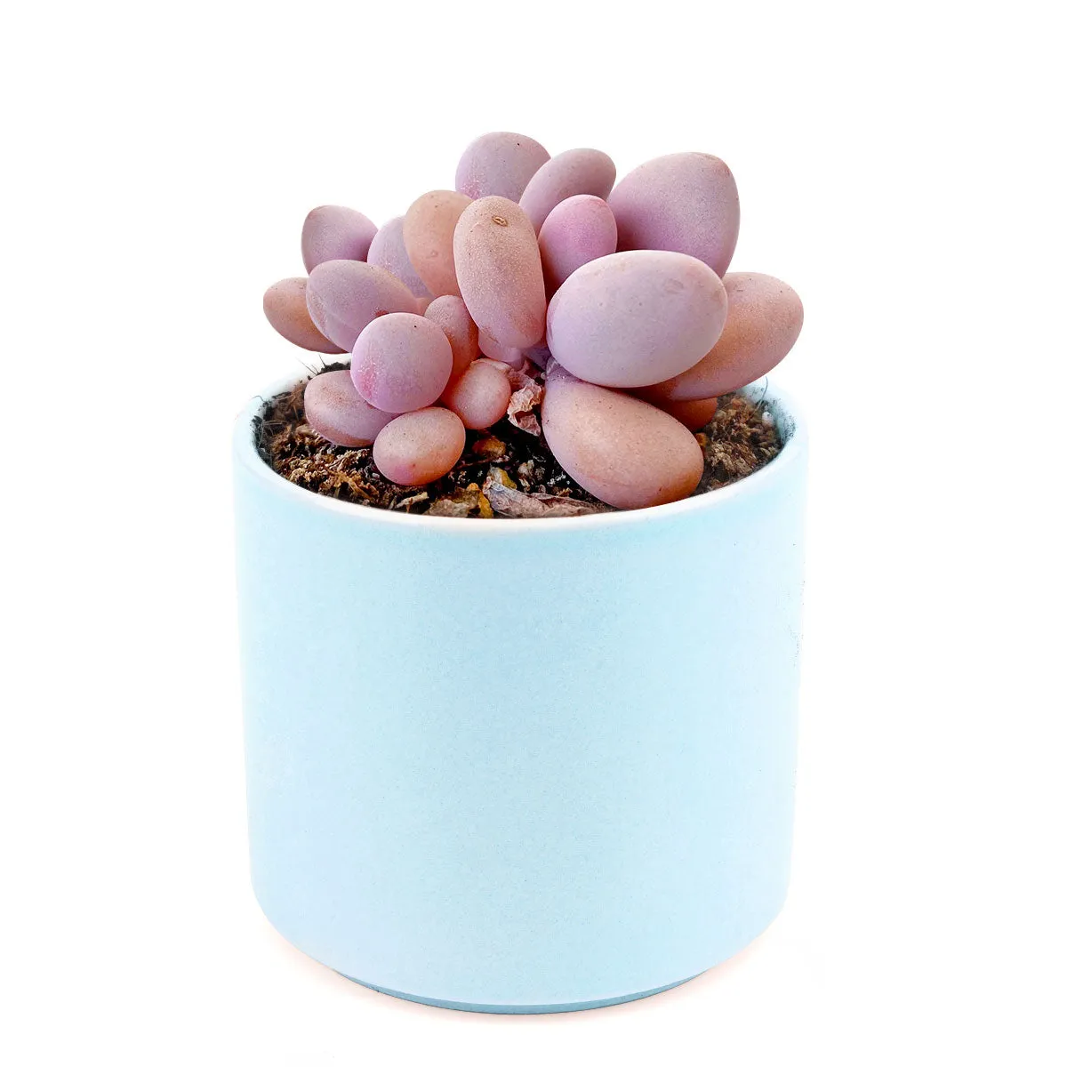 Moonstones Pachyphytum