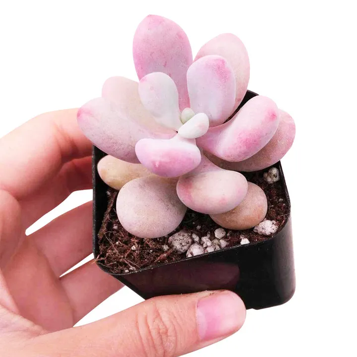 Moonstones Pachyphytum