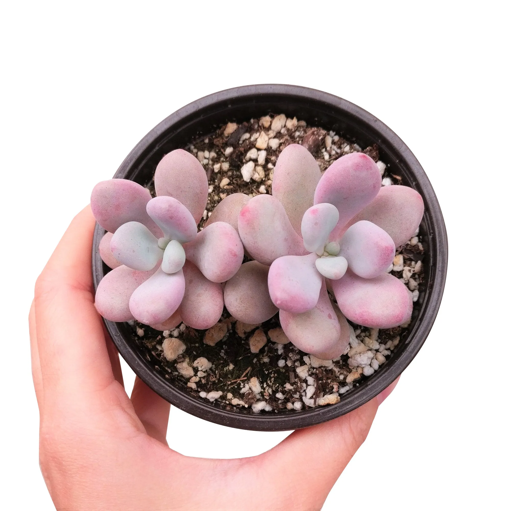 Moonstones Pachyphytum