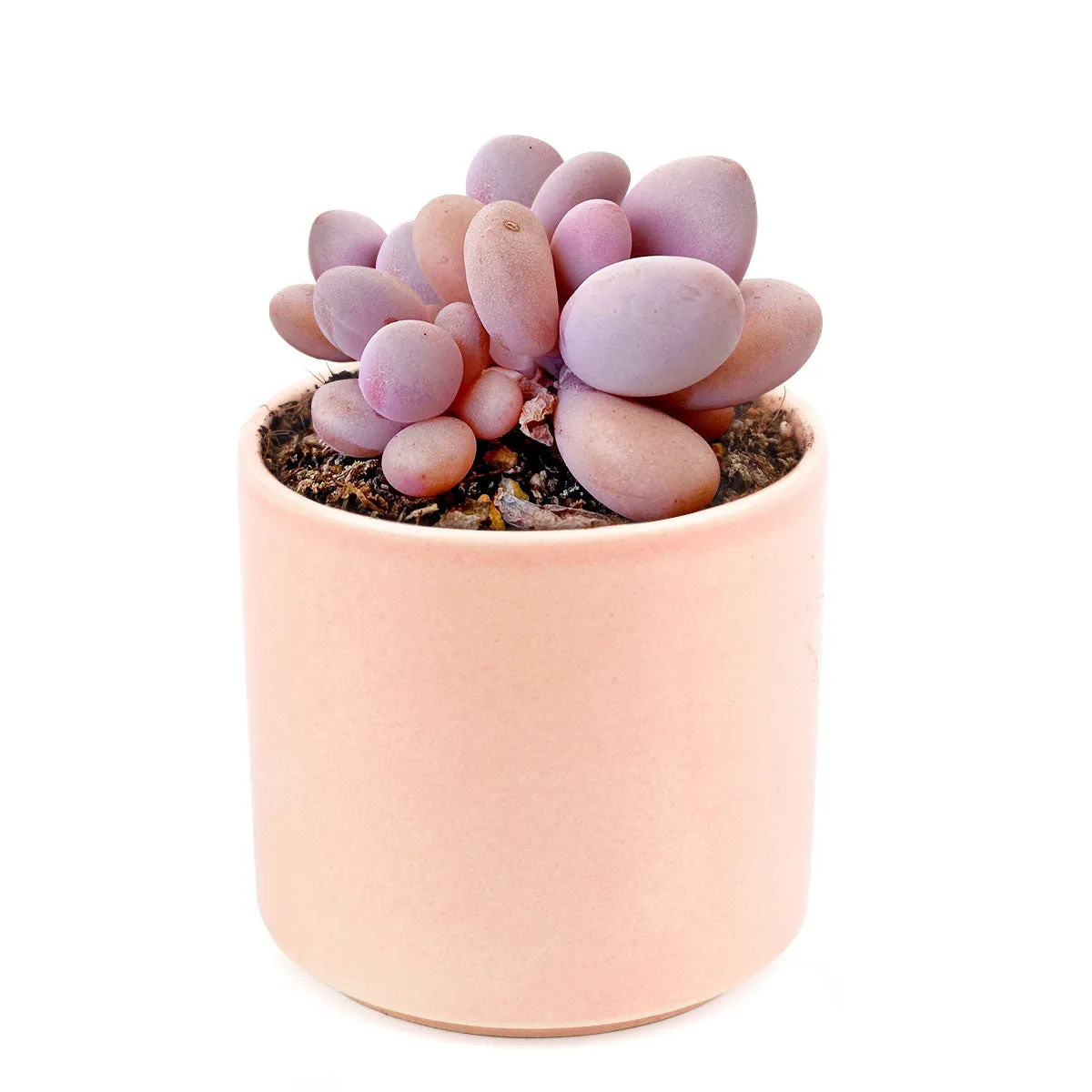 Moonstones Pachyphytum