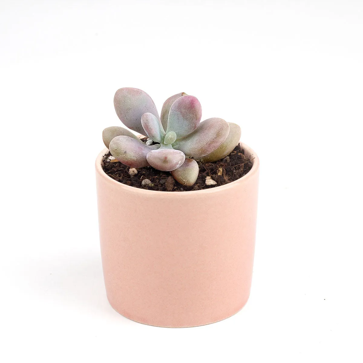 Moonstones Pachyphytum