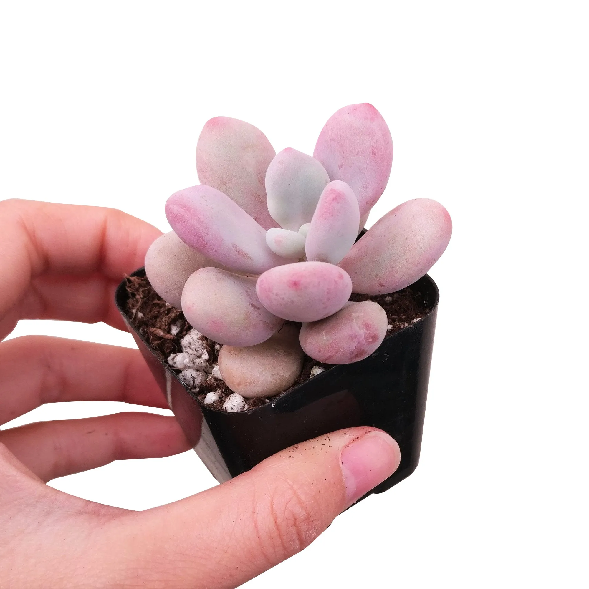 Moonstones Pachyphytum