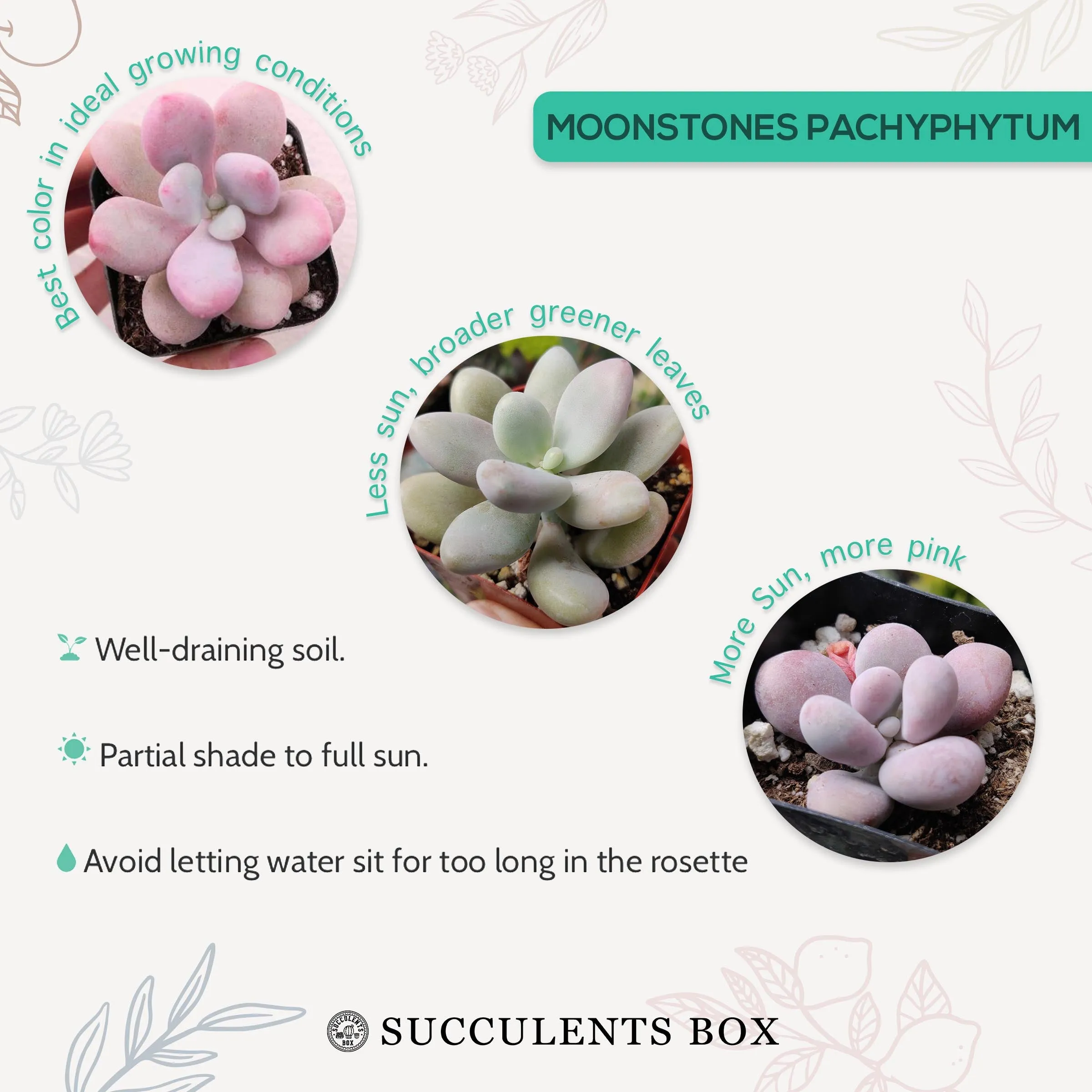 Moonstones Pachyphytum