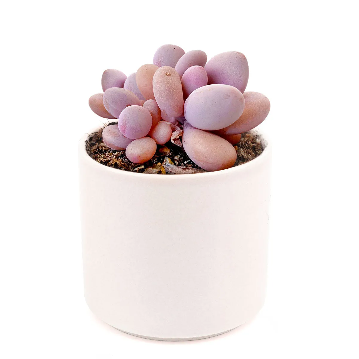 Moonstones Pachyphytum