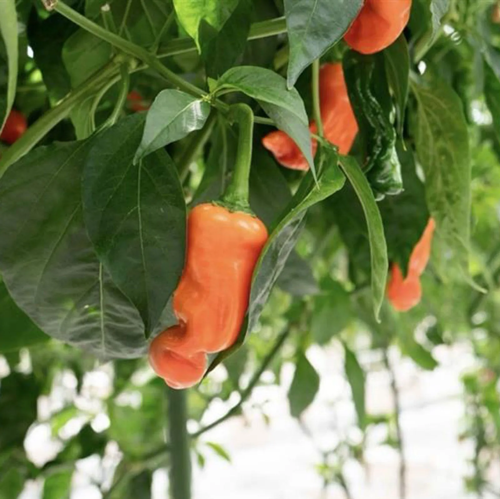 Orange Peter Pepper Seeds (Non-Isolated)