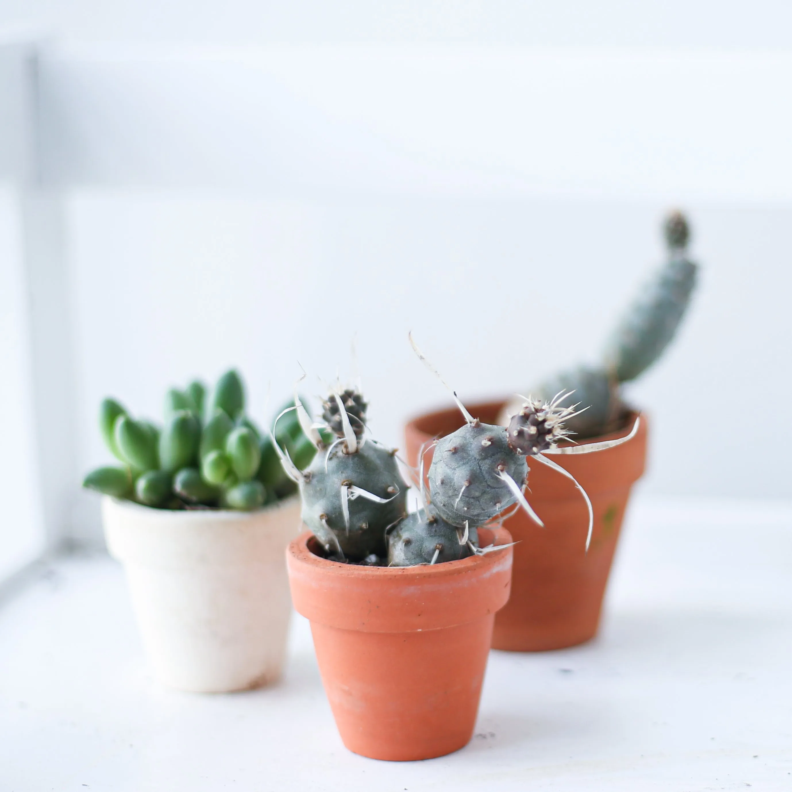 Paper Spine Cactus Tephrocactus