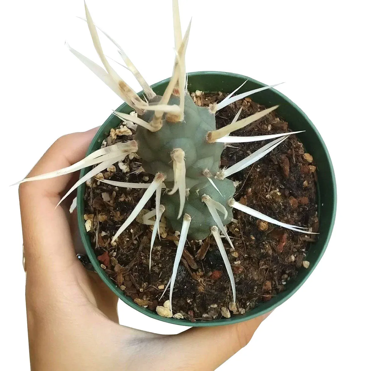 Paper Spine Cactus Tephrocactus