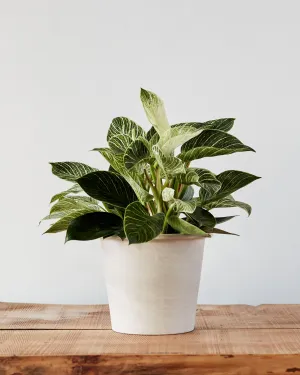 Philodendron birkin, "White Wave"