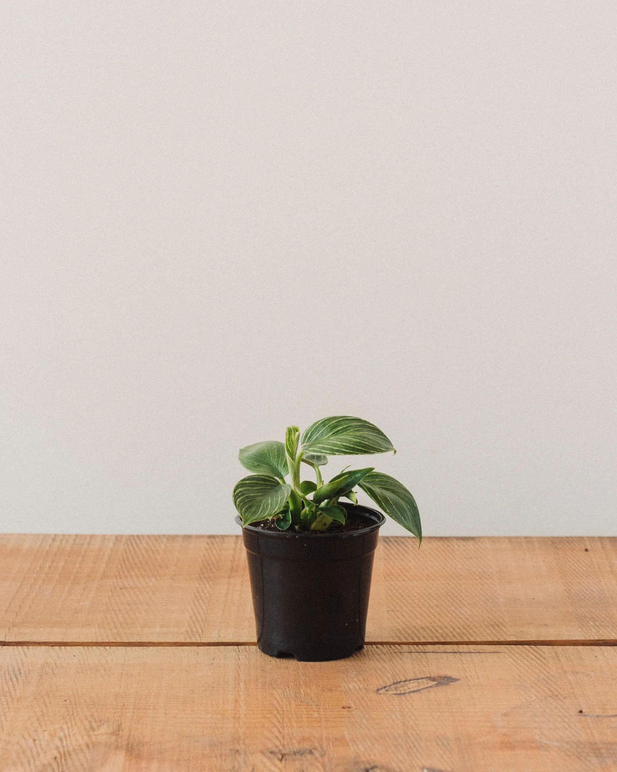 Philodendron birkin, "White Wave"