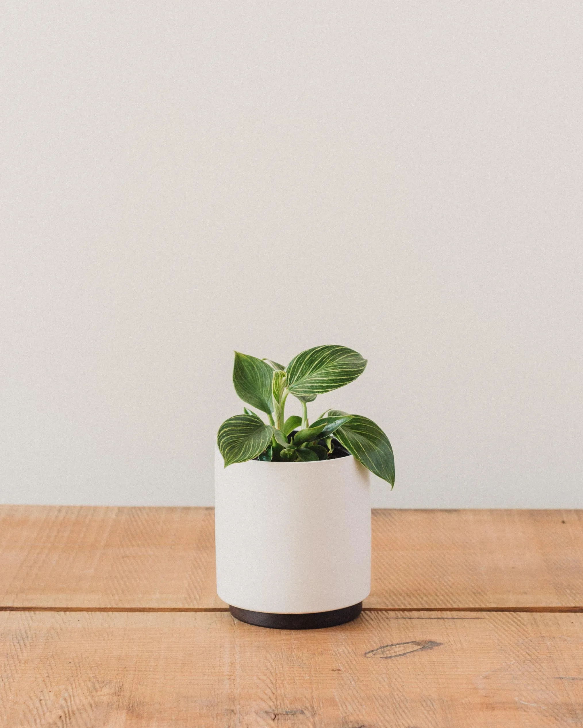 Philodendron birkin, "White Wave"